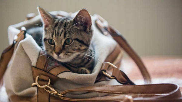 Котенок: как ухаживать в домашних условиях, список необходимых вещей