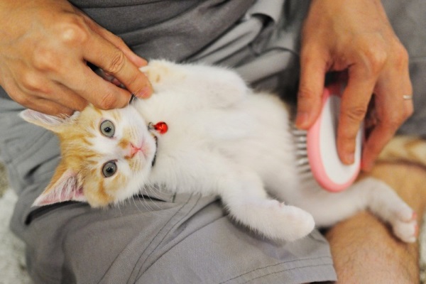 kitten grooming with brush