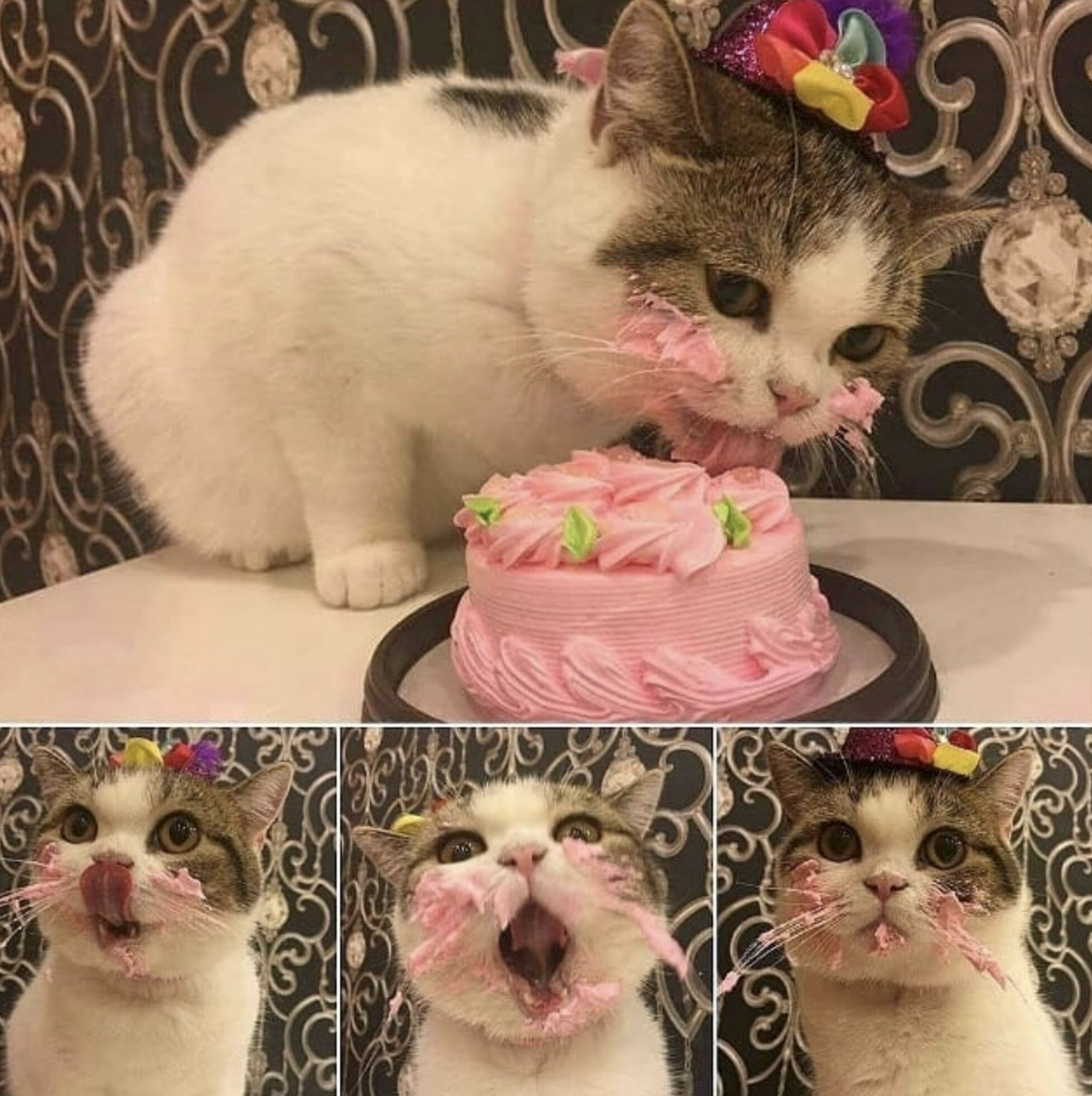 котик измазался в тортике