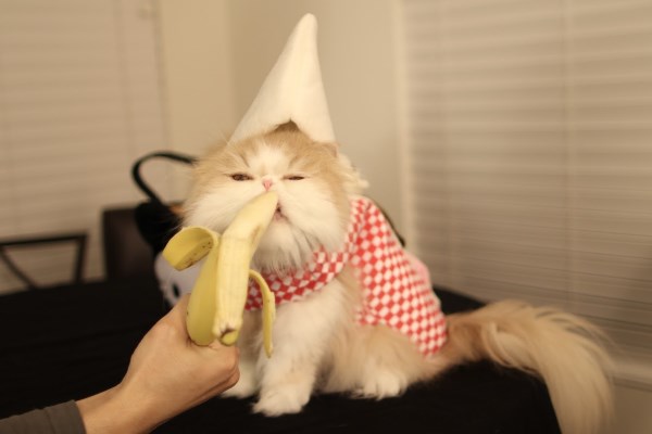 Кот кушает банан