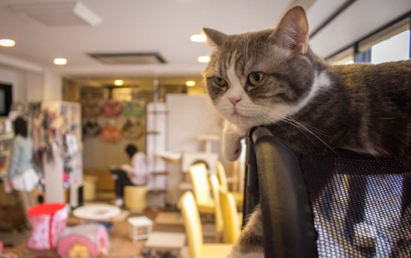 Кошки умеют предчувствовать землетрясения