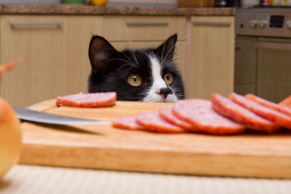 Кот хочет колбаску