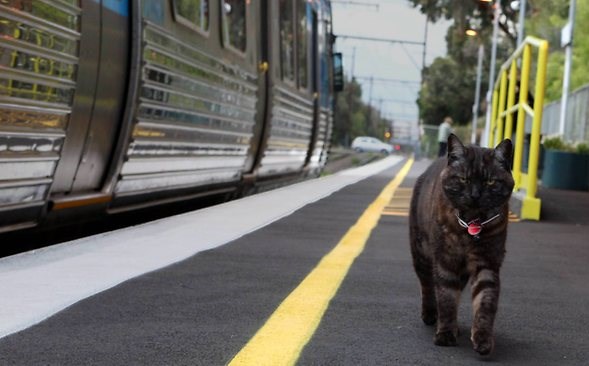 Кот может ехать в поезде один
