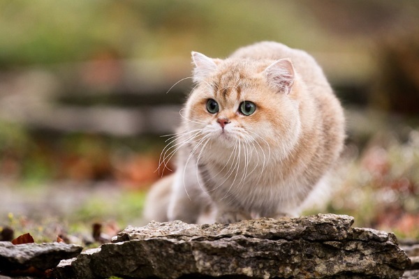 Британская короткошерстная кошка: описание породы, характеристика, окрасы, прививки, беременность