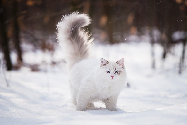 Невская маскарадная кошка: описание породы и характер