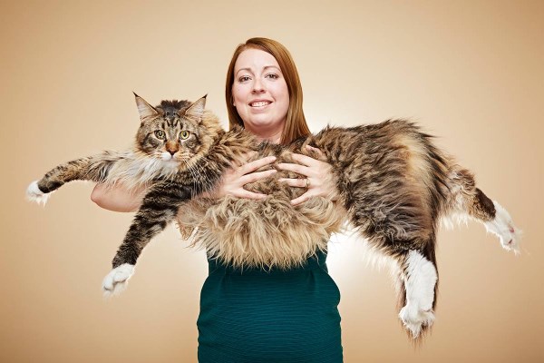 Самая длинная кошка в мире