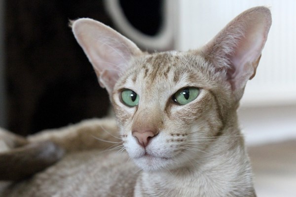 Ориентальная кошка: описание породы, характер и особенности ухода