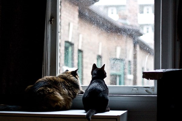 Коты смотрят в окно