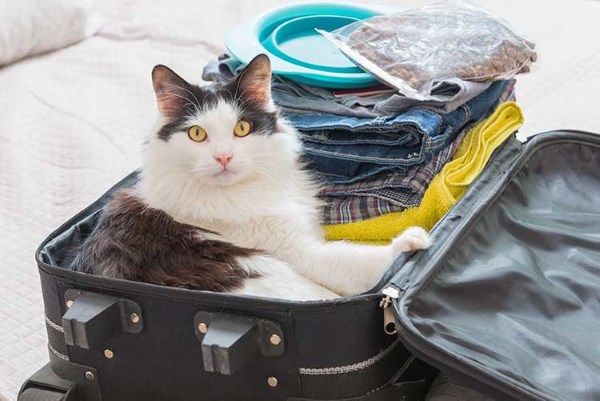 Куда деть кошку на время отпуска – временный приют для кошек