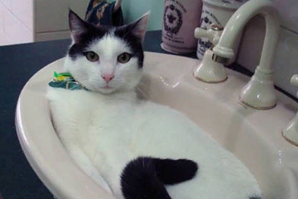 жидкий кот в раковине
