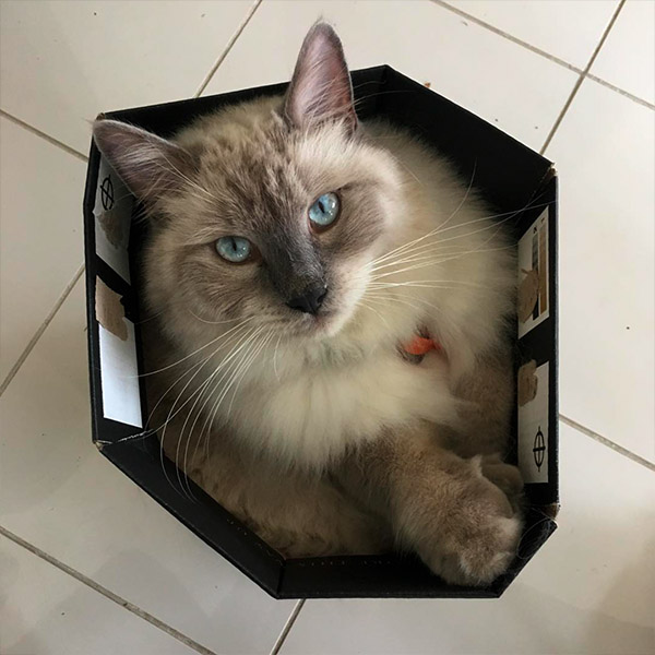 злой кот в коробке
