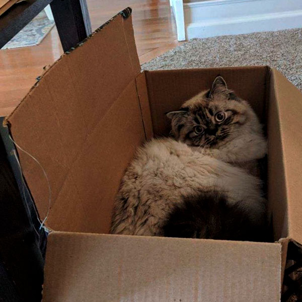 Пятнистый пушистый кот в коробке