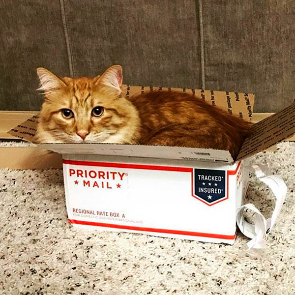 Большой кот в маленькой коробке