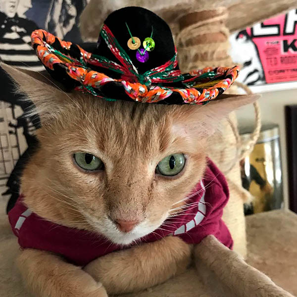 Мексиканский кот
