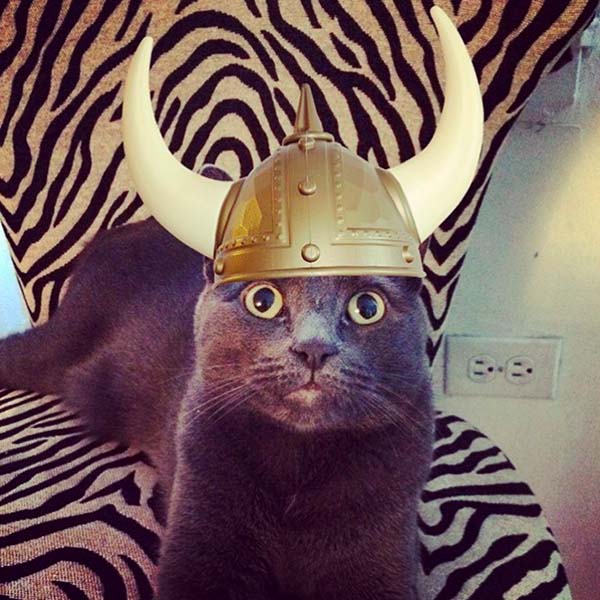 Кот викинг