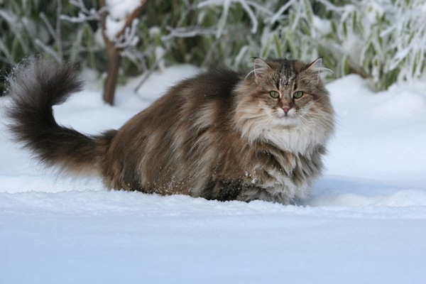 норвежская лесная кошка в снегу