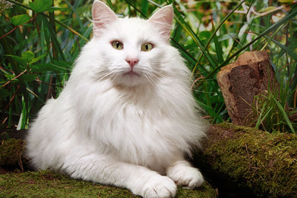 норвежская лесная кошка белая