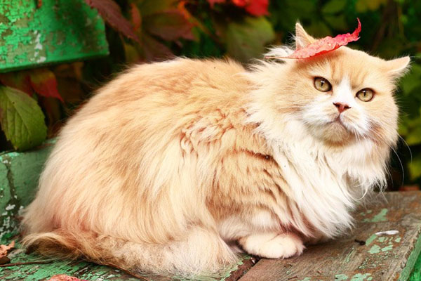 рыжий персидский кот