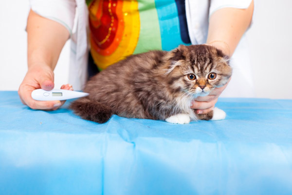 Как померить кошке температуру 🌡 и какая она должна быть