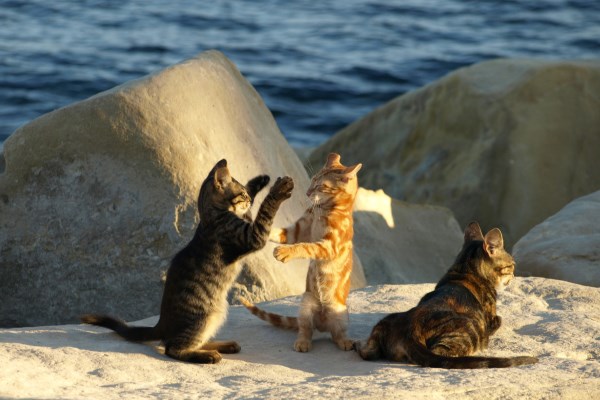 Коты играют на острове Кипр