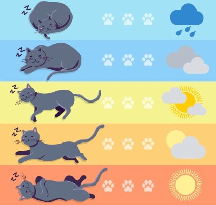 Предсказание погоды по кошке