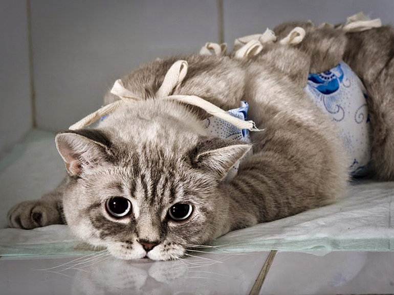 Подготовка кошки к стерилизации