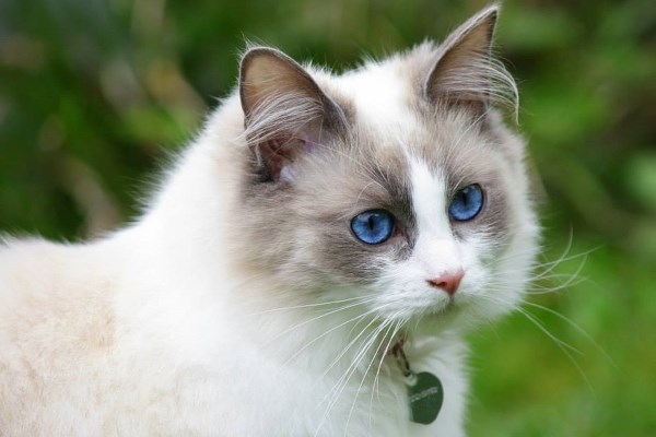 Рэгдолл кошка: описание породы, характер, уход, содержание, кормление