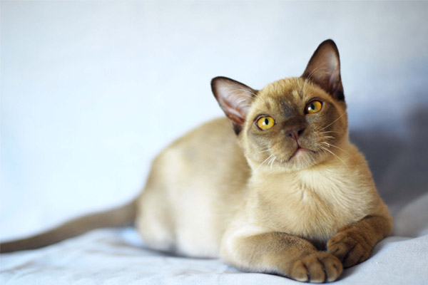 Бурманская кошка – описание пород котов
