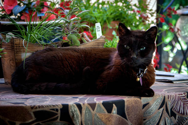 Черная кошка с цветами