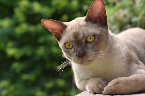 Бурманская кошка: описание породы и характера, уход и здоровье