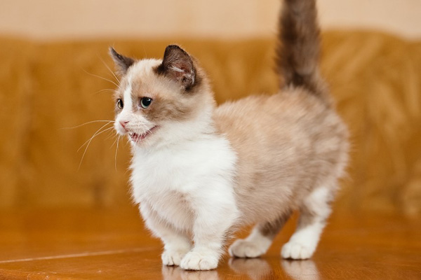 Манчкин: кот с короткими лапками