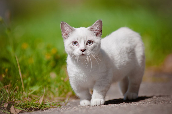Манчкин: кот с короткими лапками