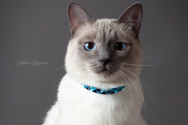 тайская кошка голубая