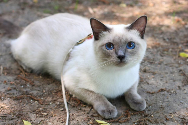 Тайская кошка – описание пород котов