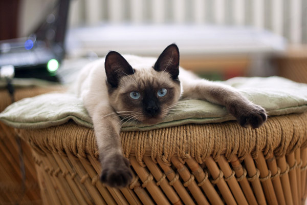 Тайская кошка: описание породы и характера, особенности ухода