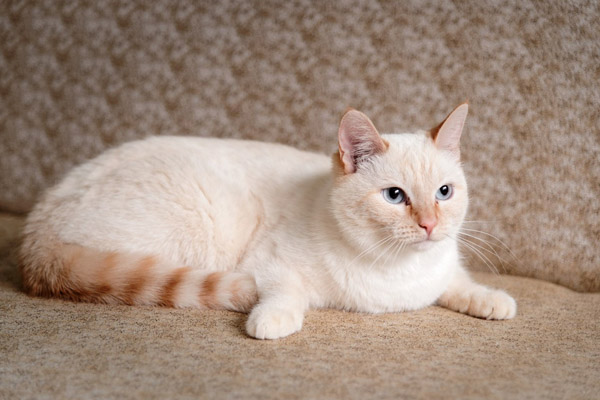 тайский белый кот