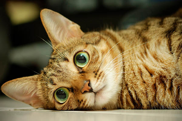 кошка с большими глазами