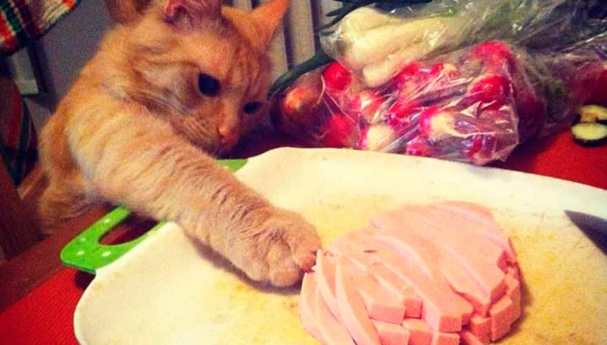 Кот ворует колбаску