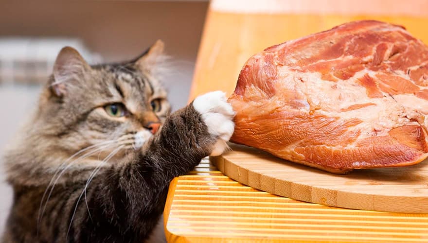 Кошка ворует мясо