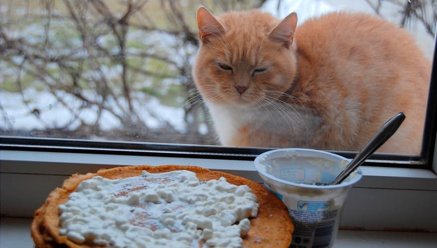 Кот увидел в окне еду