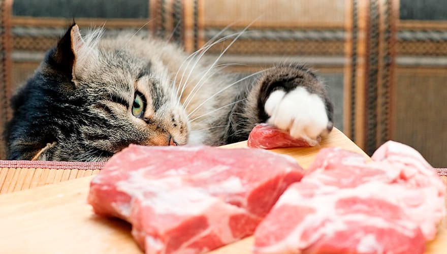 Кот тащет кусок мяса