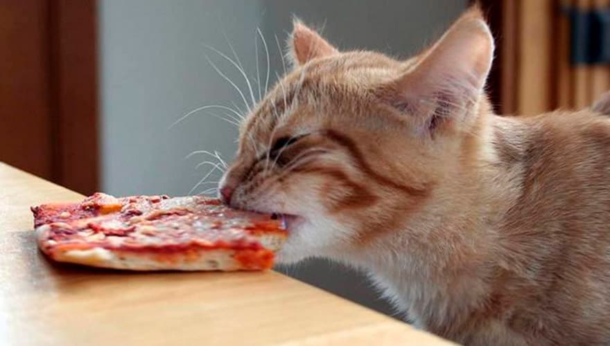 Кот кусает пиццу
