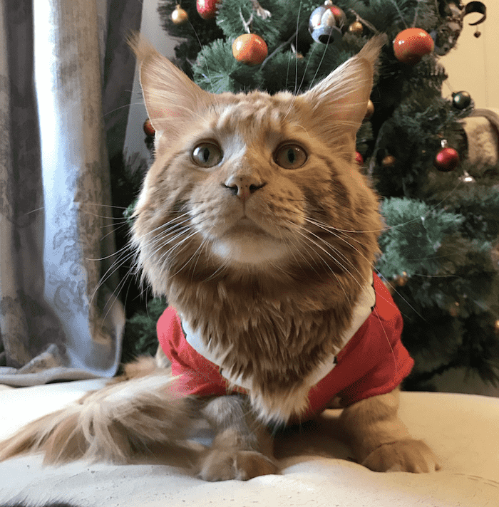 кот на фоне новогодней елки