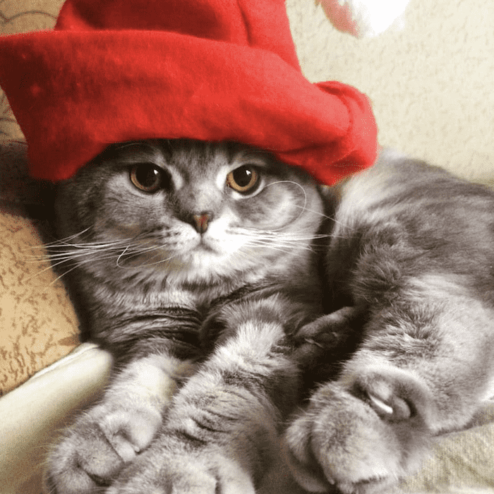 кот в шляпе