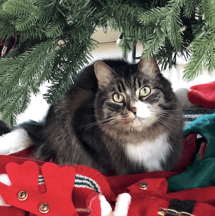 кот под елкой