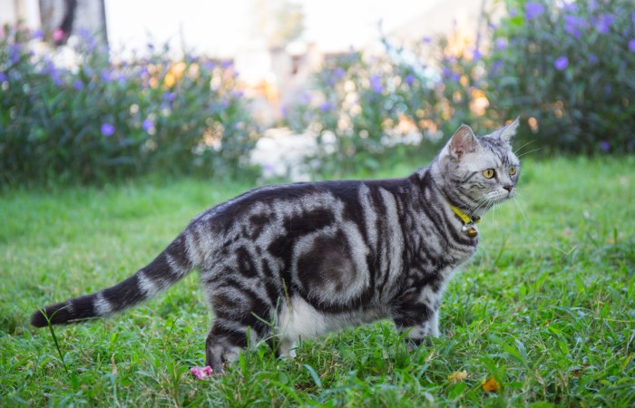 Американская короткошерстная кошка — дружелюбная охотница