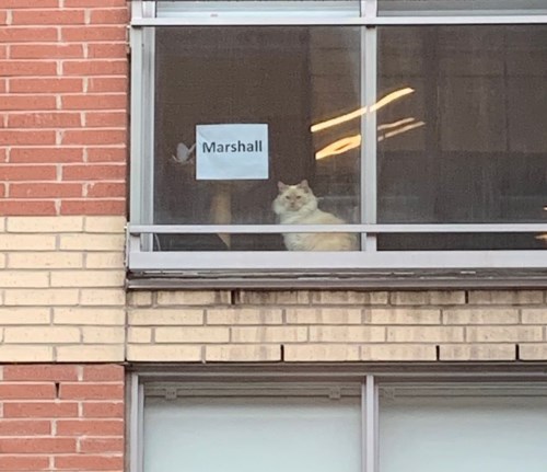 Ответ кота Маршалла