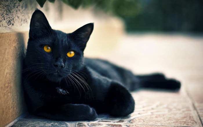 Бомбейская кошка фото
