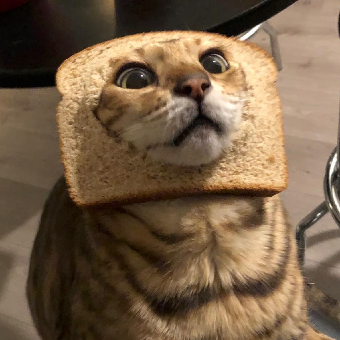 кот в хлебе фото