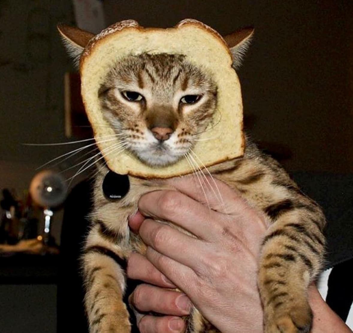 кот в хлебе на руках
